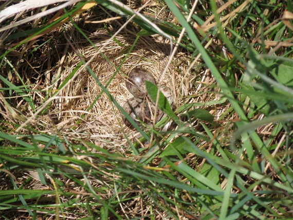 Vogelnest Wiesenbrüter Baumpieper Eier