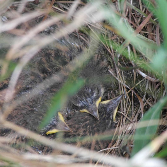 Baumpieper Nestlinge Vögel