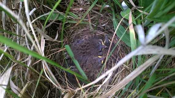 Baumpieper in Nest
