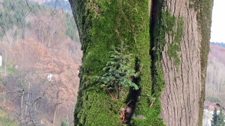 Tanne auf Naturdenkmal Linde