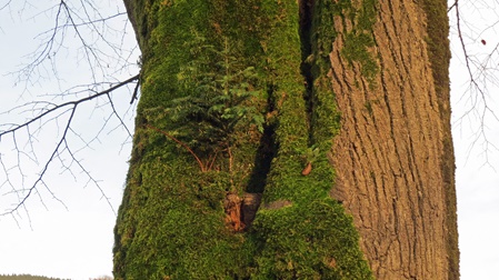 Tanne auf Naturdenkmal Linde