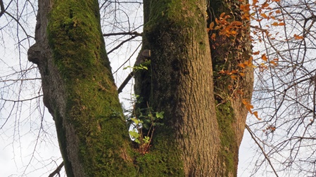 Fremdbewuchs auf Naturdenkmal Linde