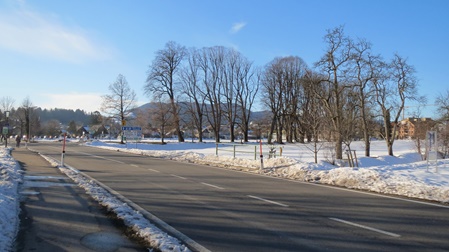 Die südlichste Sommerlinde des Natudenkmals fehlt seit 13.2.2019