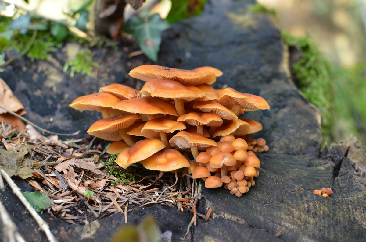 Samtfußrübling Enoki Flammulina velutipes