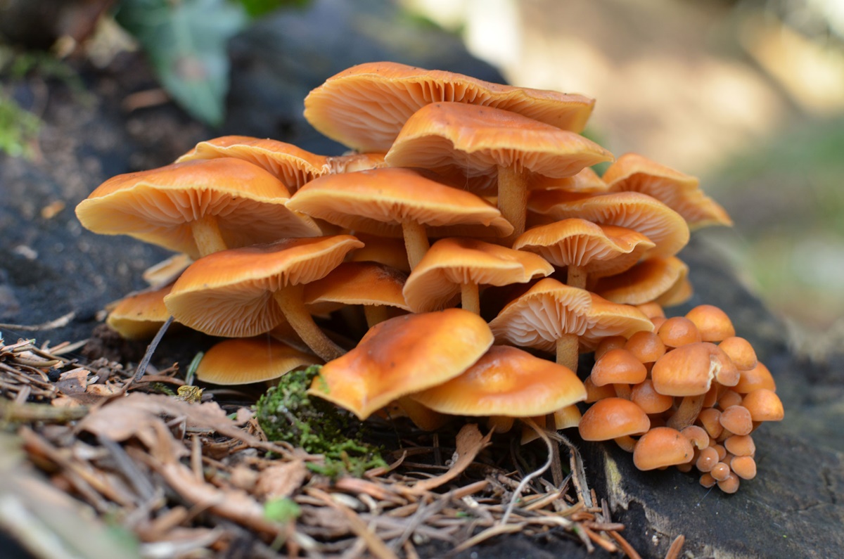 Samtfußrübling Enoki Flammulina velutipes