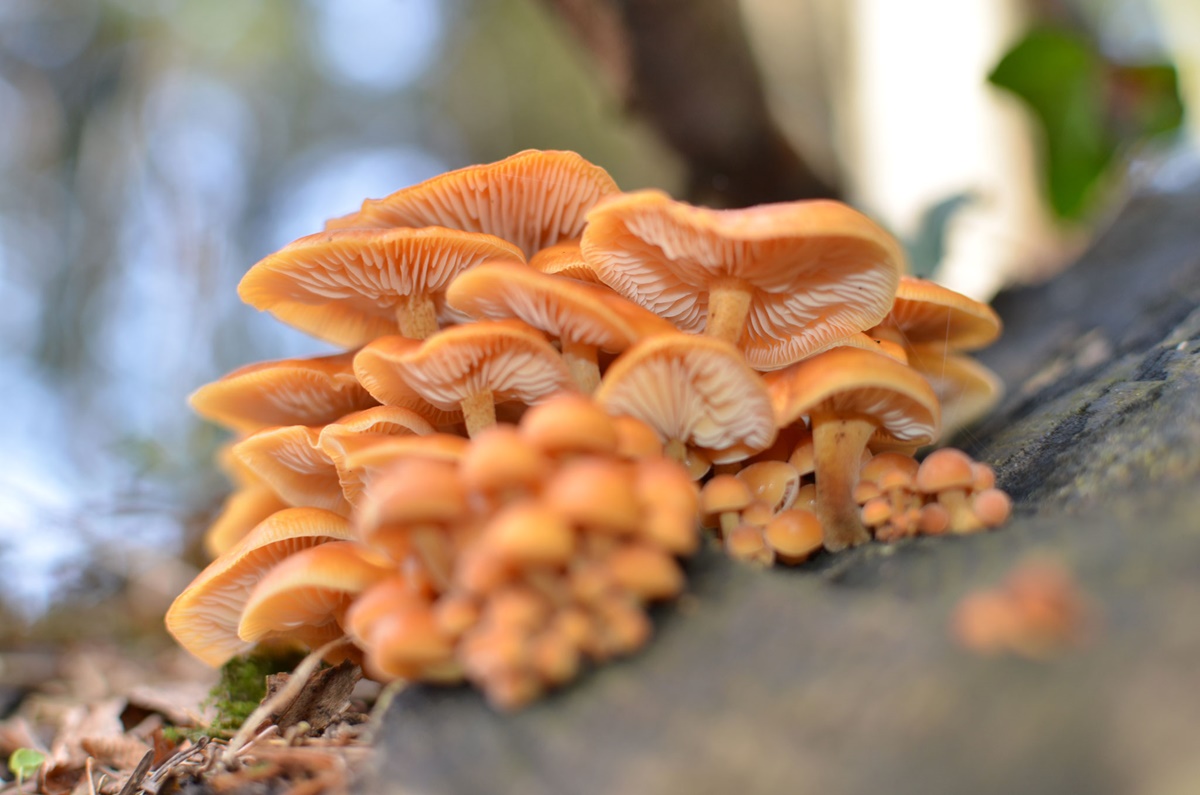 Samtfußrübling Enoki Flammulina velutipes