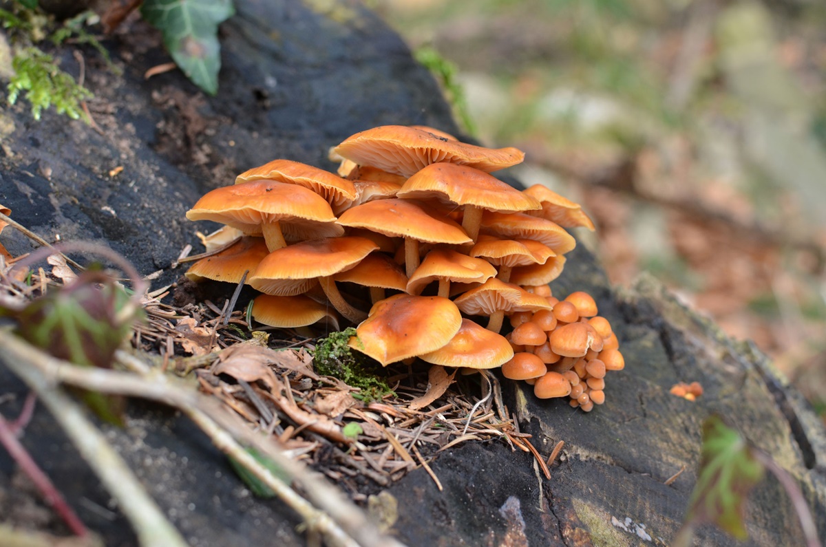 Samtfußrübling Enoki Flammulina velutipes