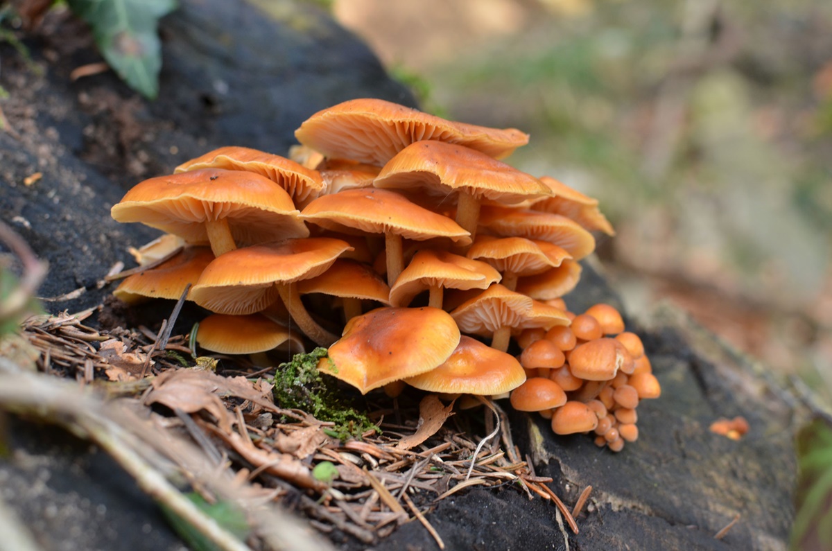 Samtfußrübling Enoki Flammulina velutipes