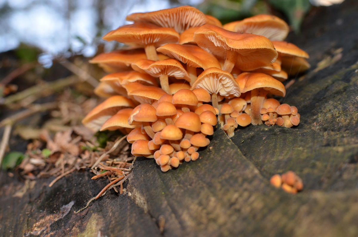 Samtfußrübling Enoki Flammulina velutipes