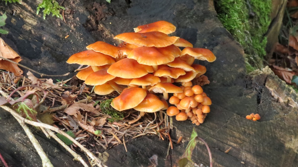 Samtfußrübling Enoki Flammulina velutipes